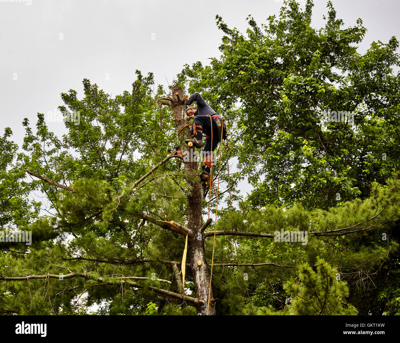 Professional Tree trimmer cutting branches off of a tall pine tree with