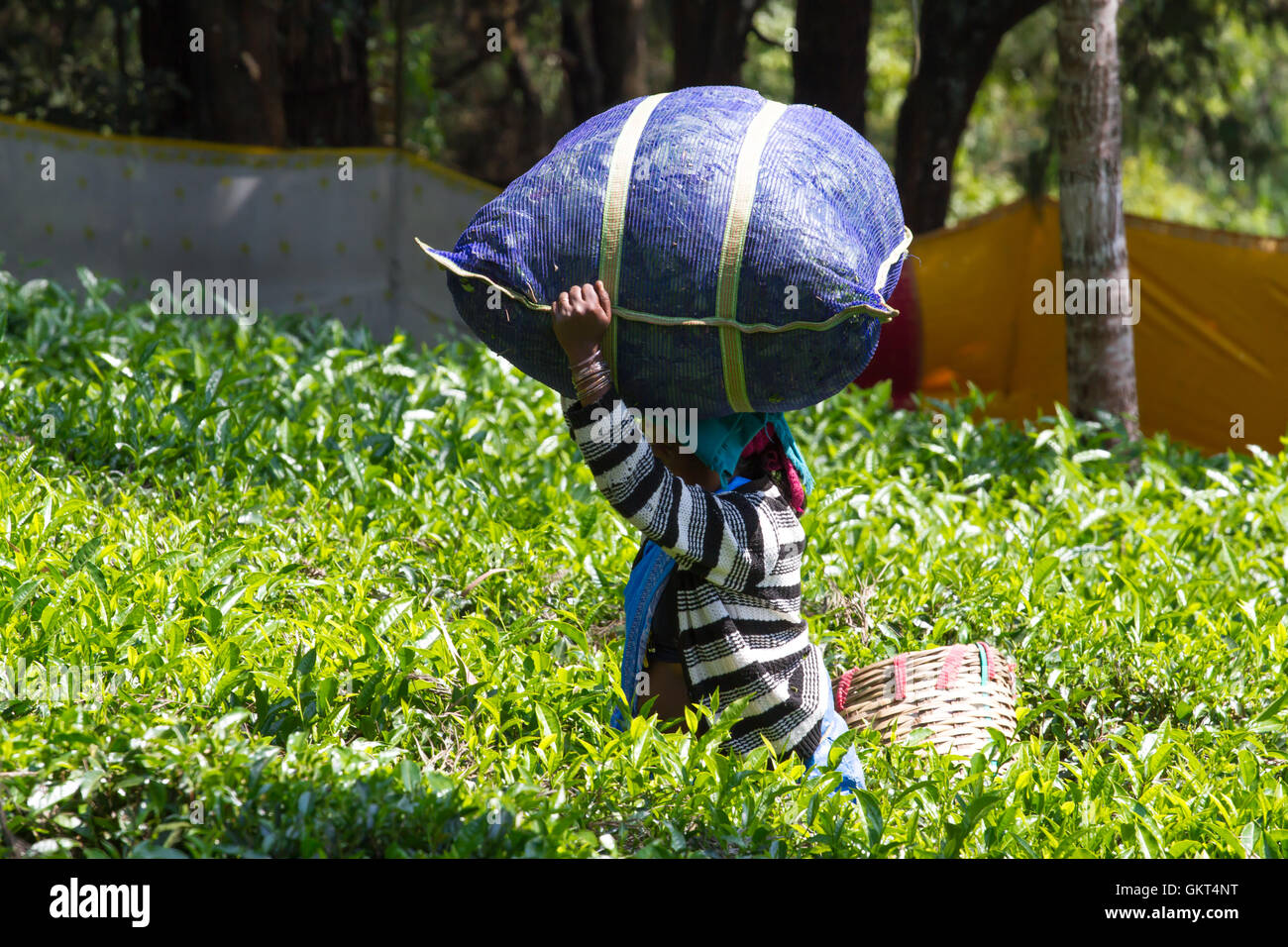 Farmer carrying crop on head hi-res stock photography and images - Alamy