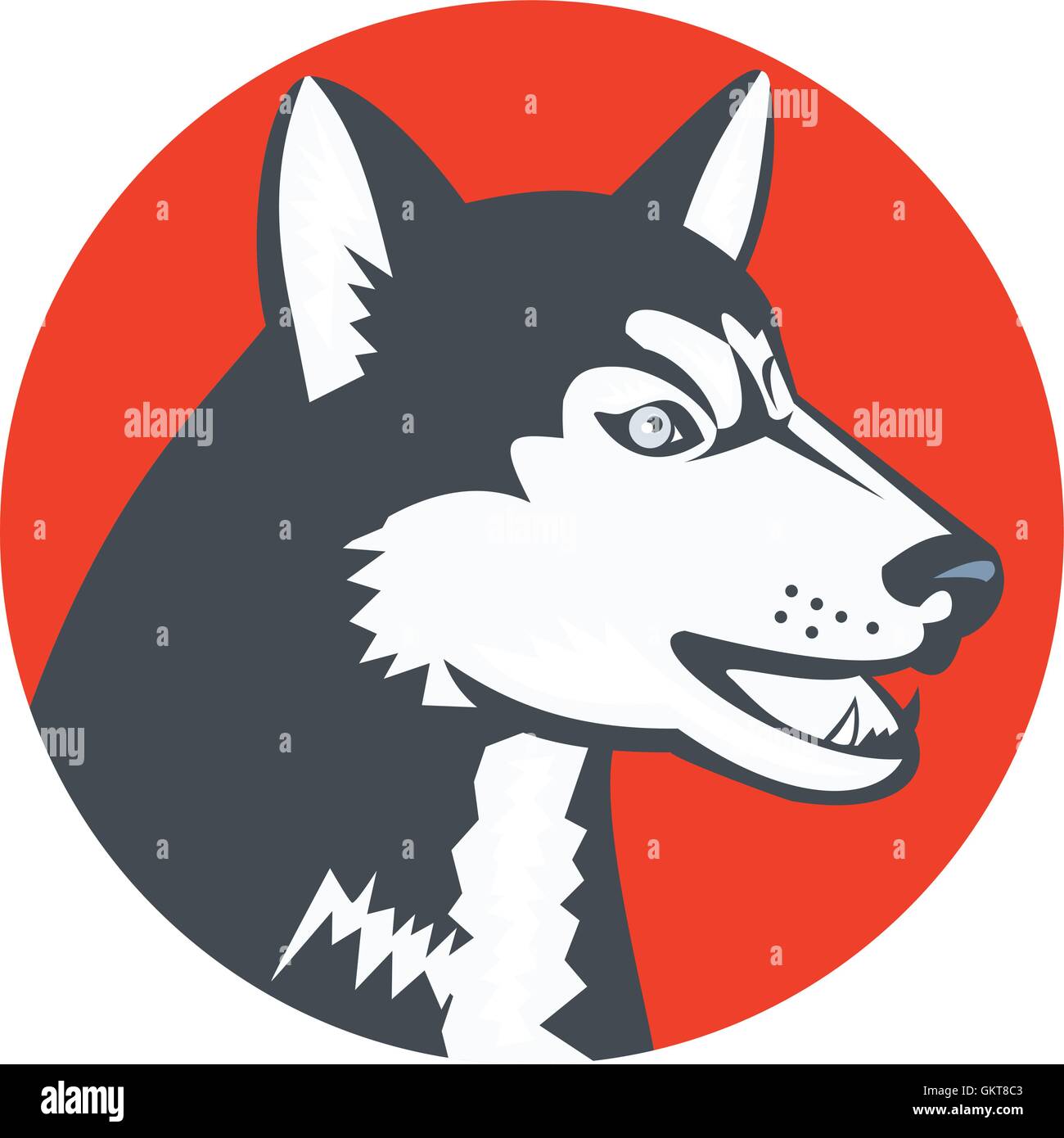Sibirsky hasky Stock Vector Images Alamy