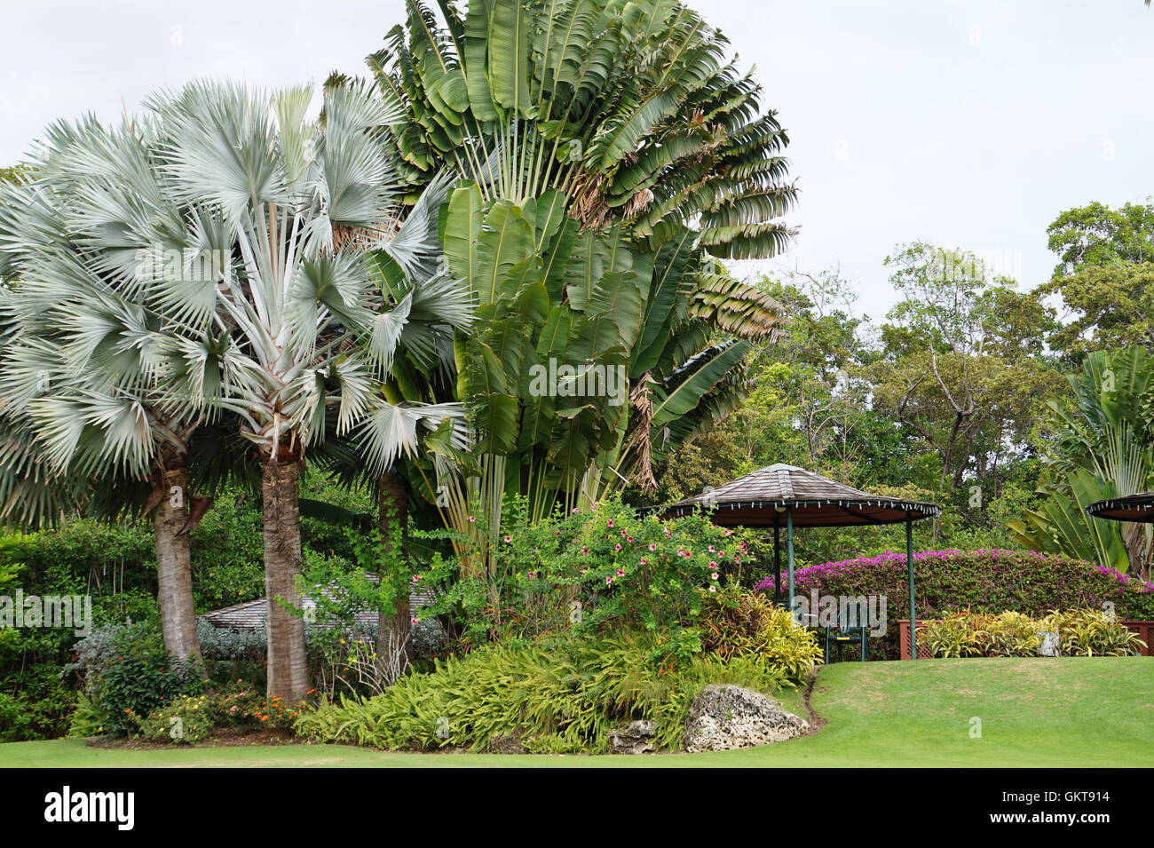 Graeme Hall Nature Sanctuary of the  Ramsar wetland in Christ Church, Barbados Stock Photo