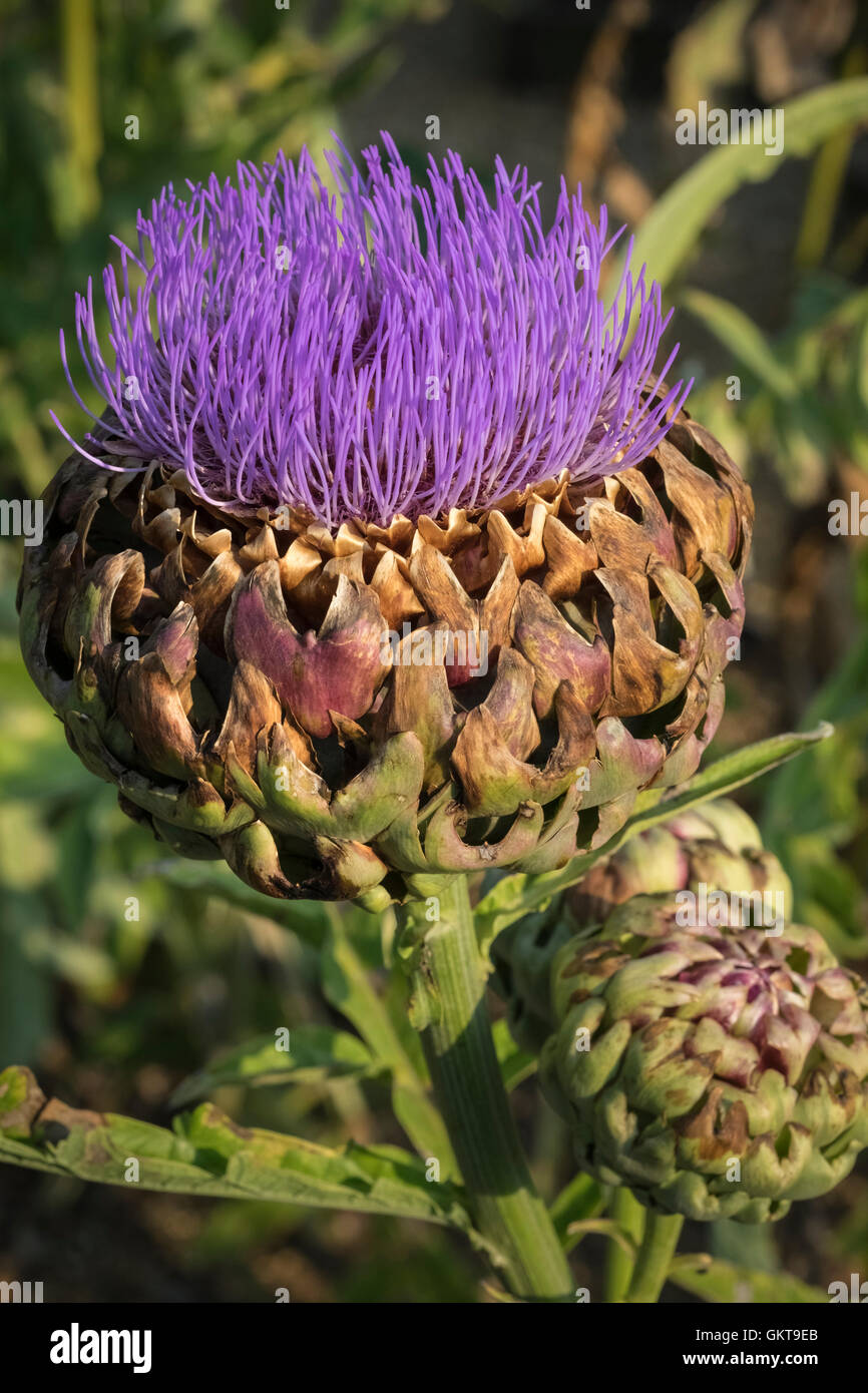Cardoon thistle plant flower head in August, UK Stock Photo Alamy
