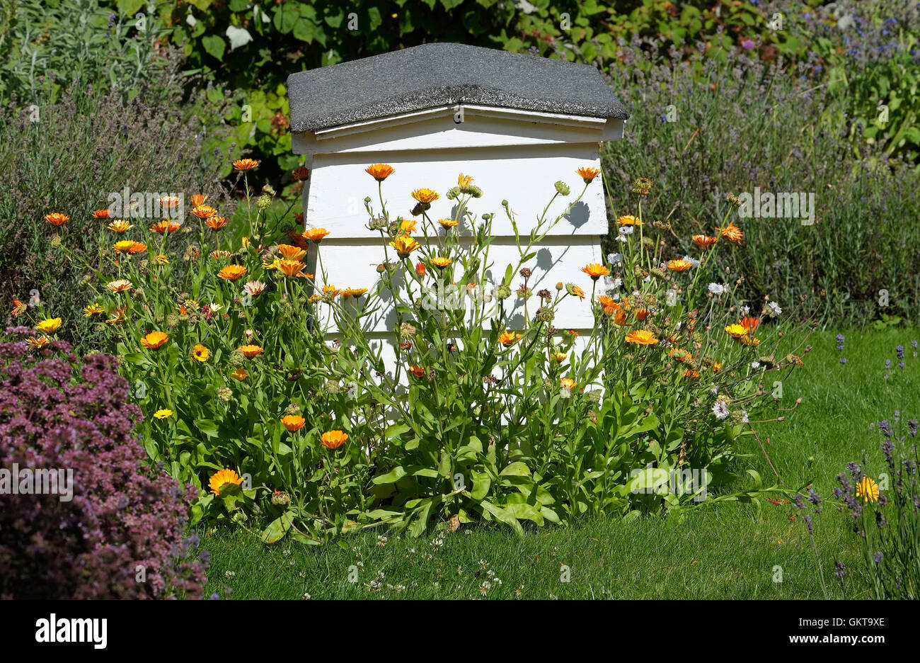 white bee hive feature in garden, north norfolk, england Stock Photo