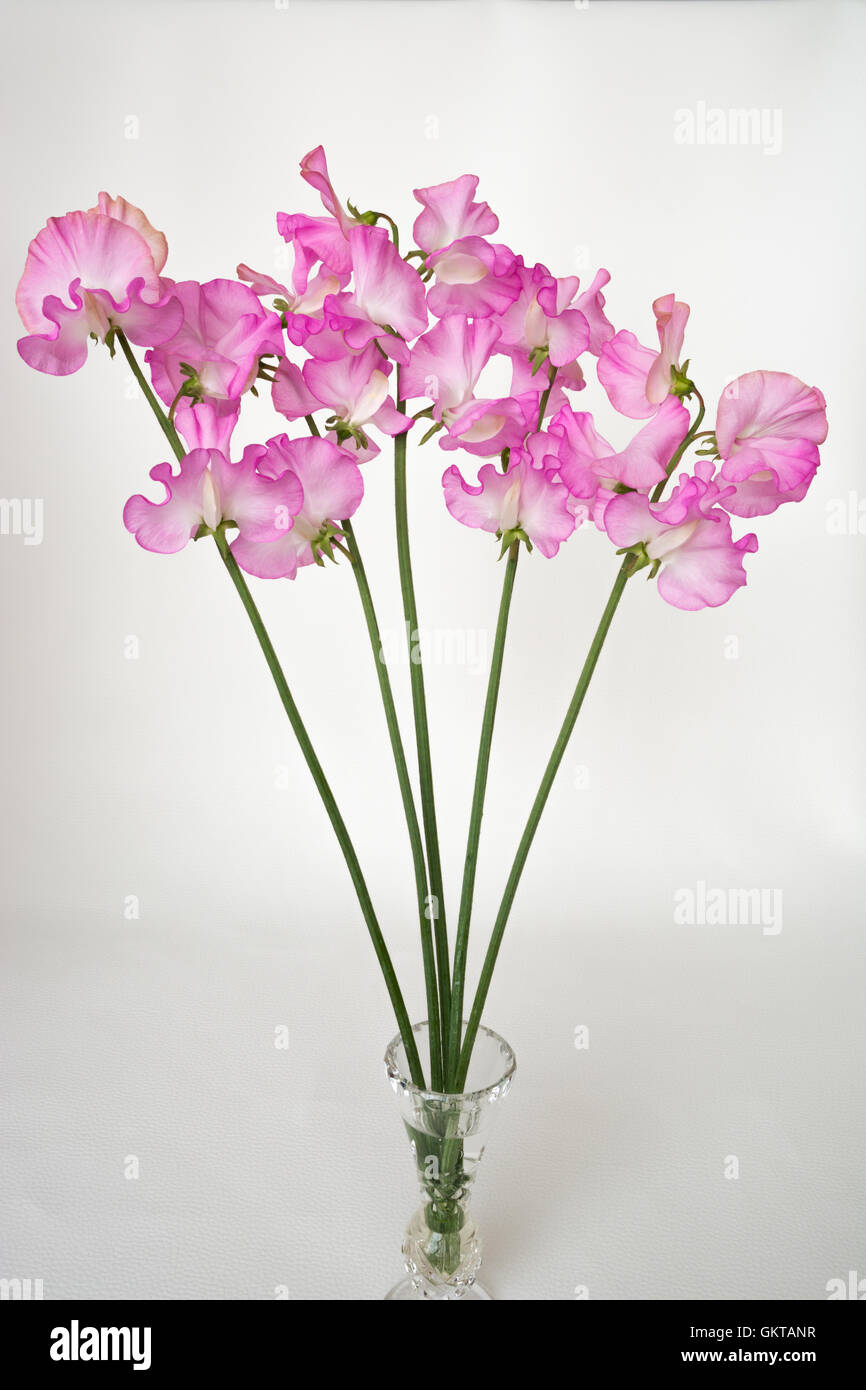 'Gwendoline' Spencer Sweet Pea in a vase Stock Photo