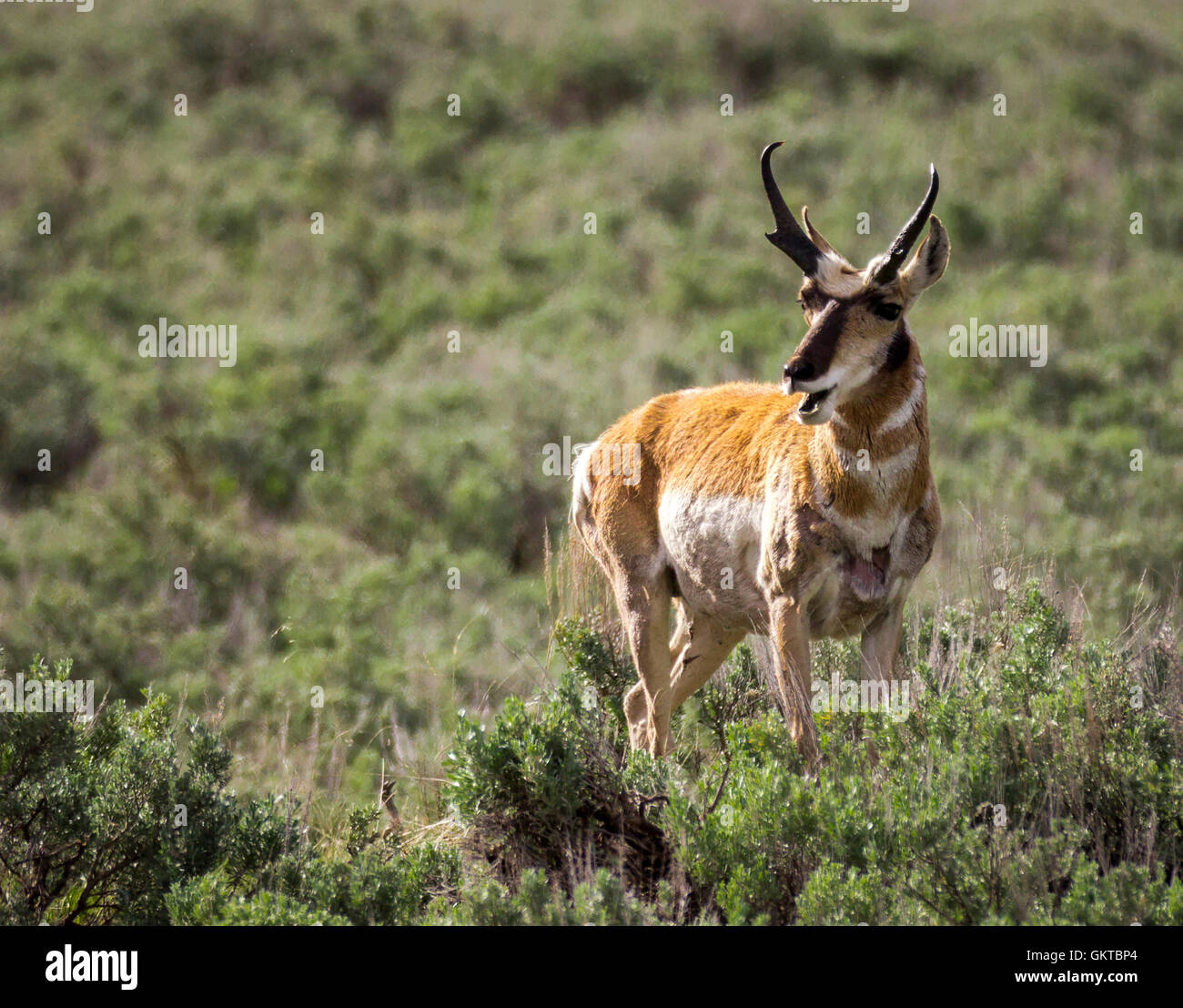 Pronghorn Antelope (Antilocapra americana) in Yellowstone National Park Stock Photo
