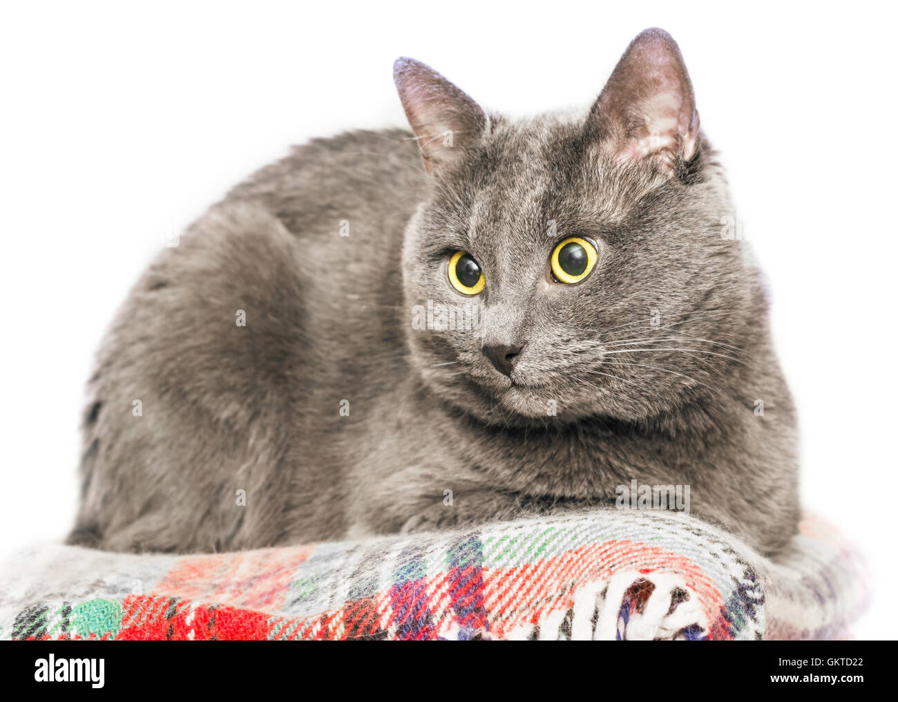 Nice adult gray cat on white background Stock Photo