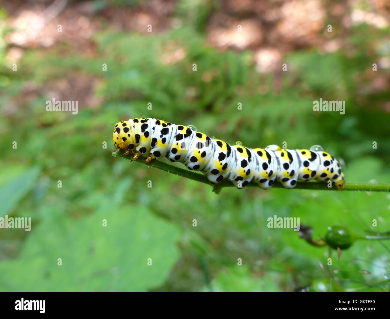 caterpillar from water betony / Shargacucullia scrophulariae Stock Photo