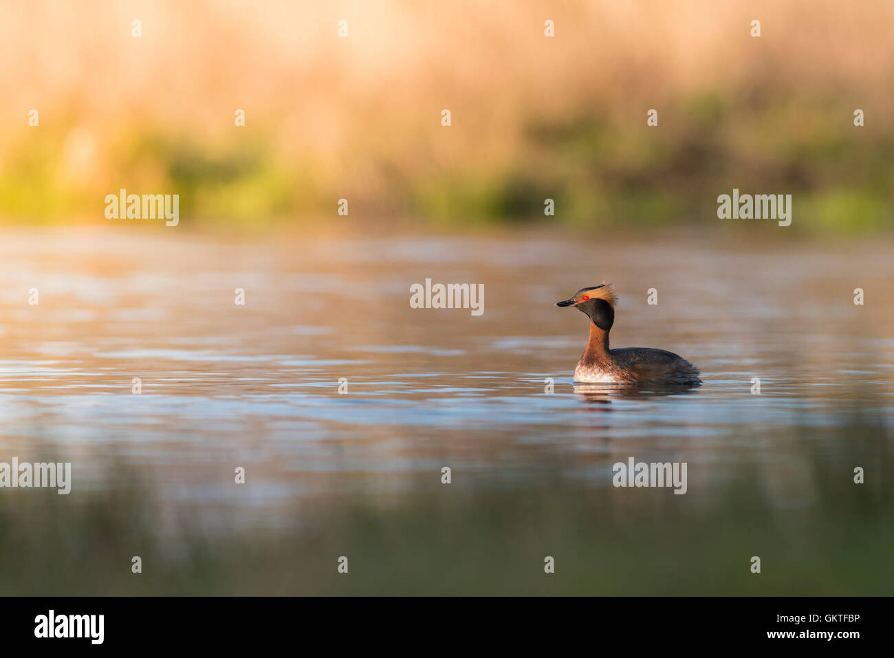 Horned grebe in a pond Stock Photo