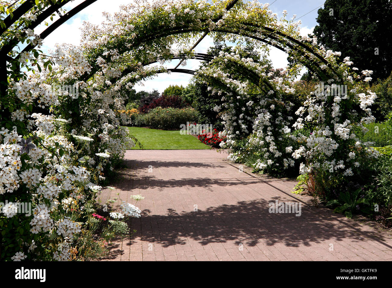 growing roses over an arch