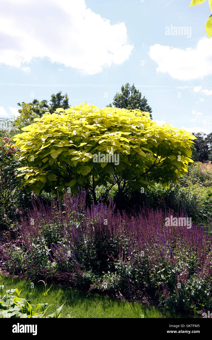 CATALPA AUREA. INDIAN BEAN TREE Stock Photo Alamy