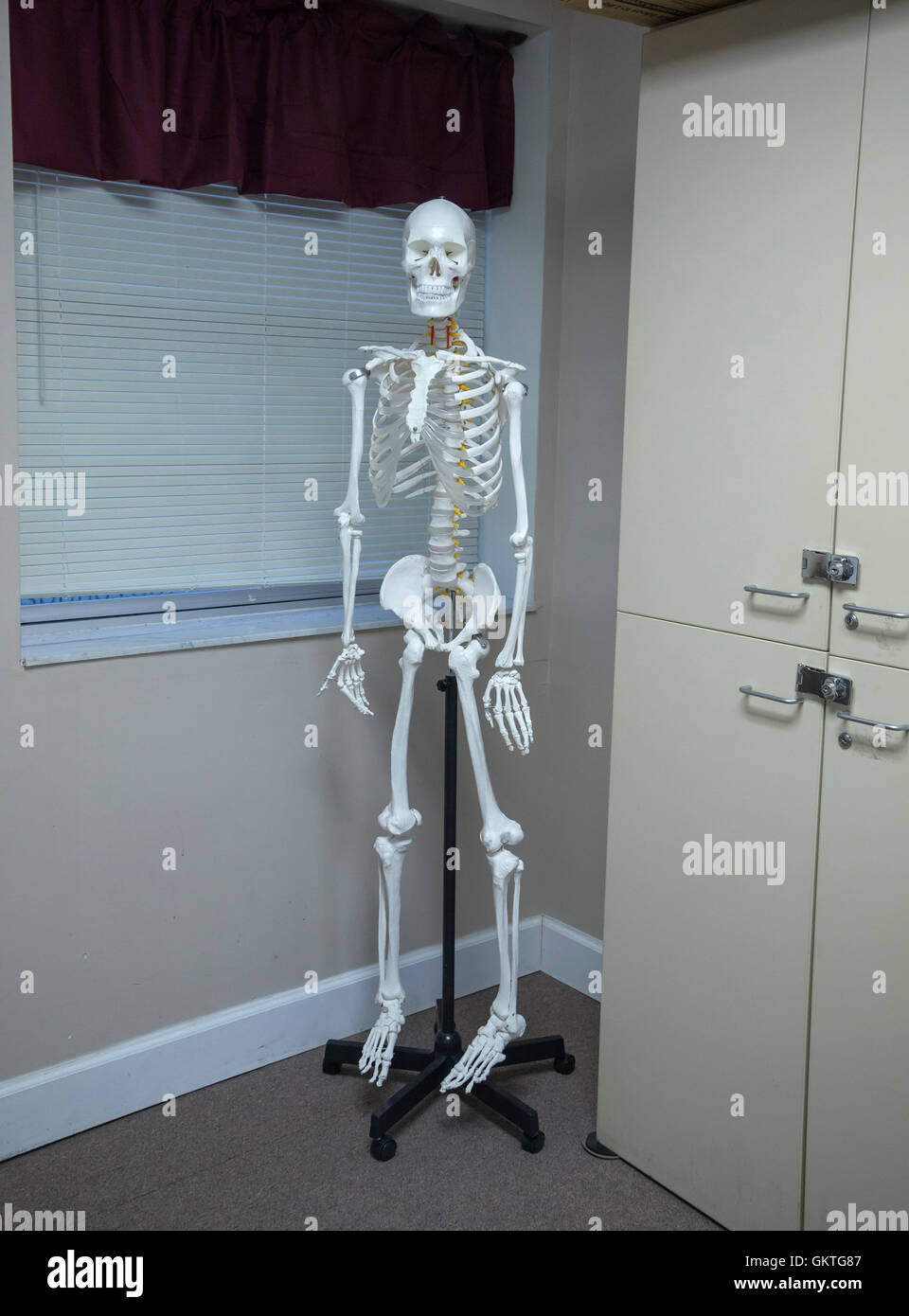 Skeleton in corner of a school science classroom Stock Photo Alamy
