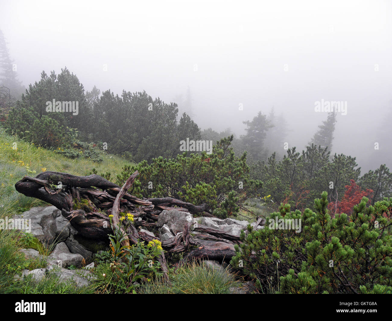 Zavizan,mountain peak by summer mist,Croatia,Europe,6 Stock Photo
