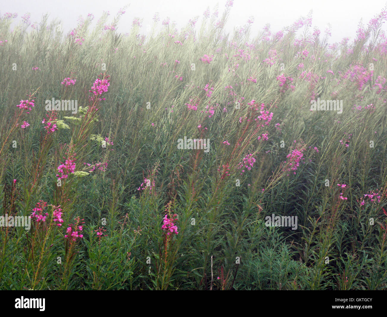 Zavizan,mountain peak by summer mist,Croatia,Europe,9 Stock Photo