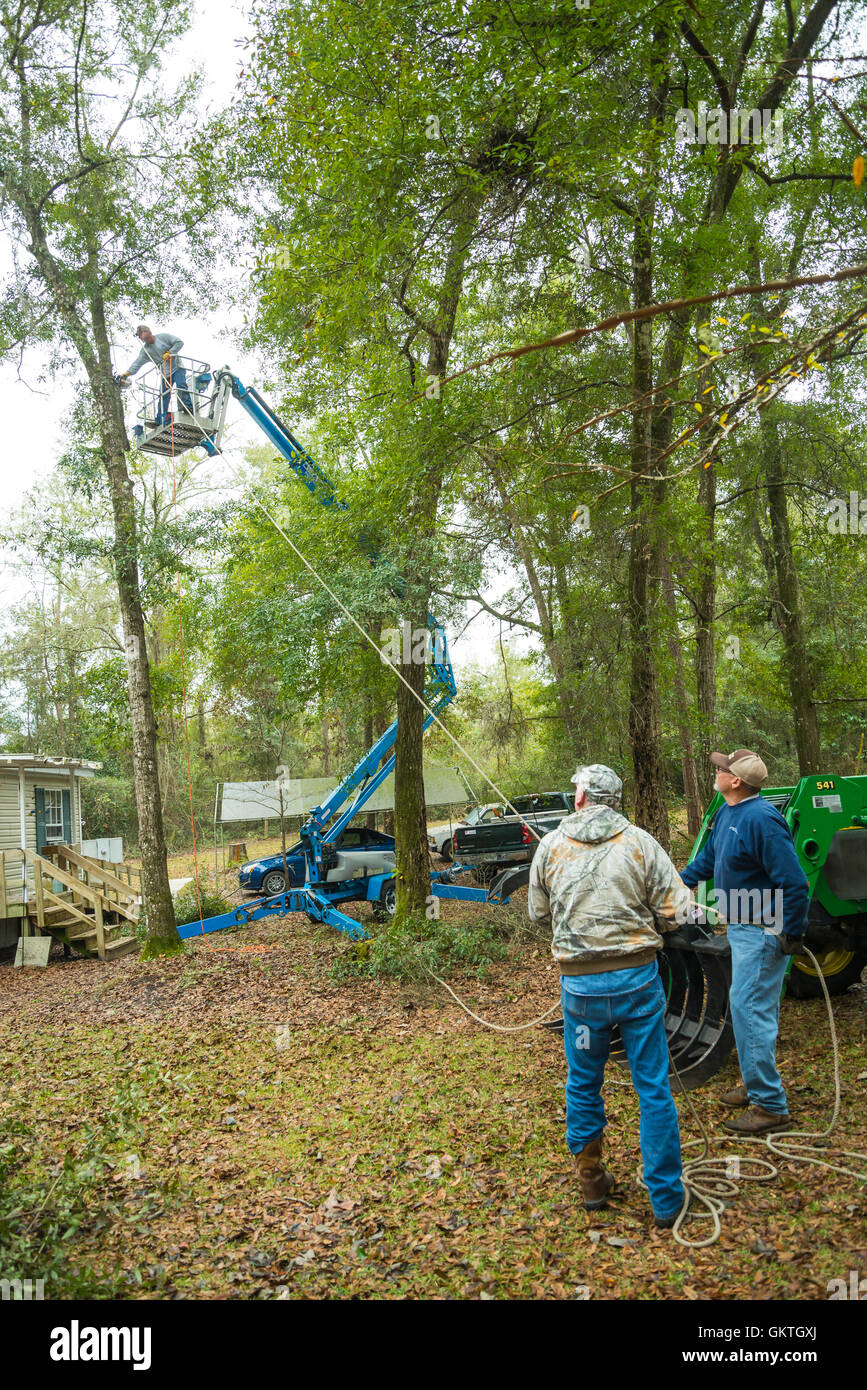 Tree removal service using a bucket truck to take out trees in North Central Florida. Stock Photo