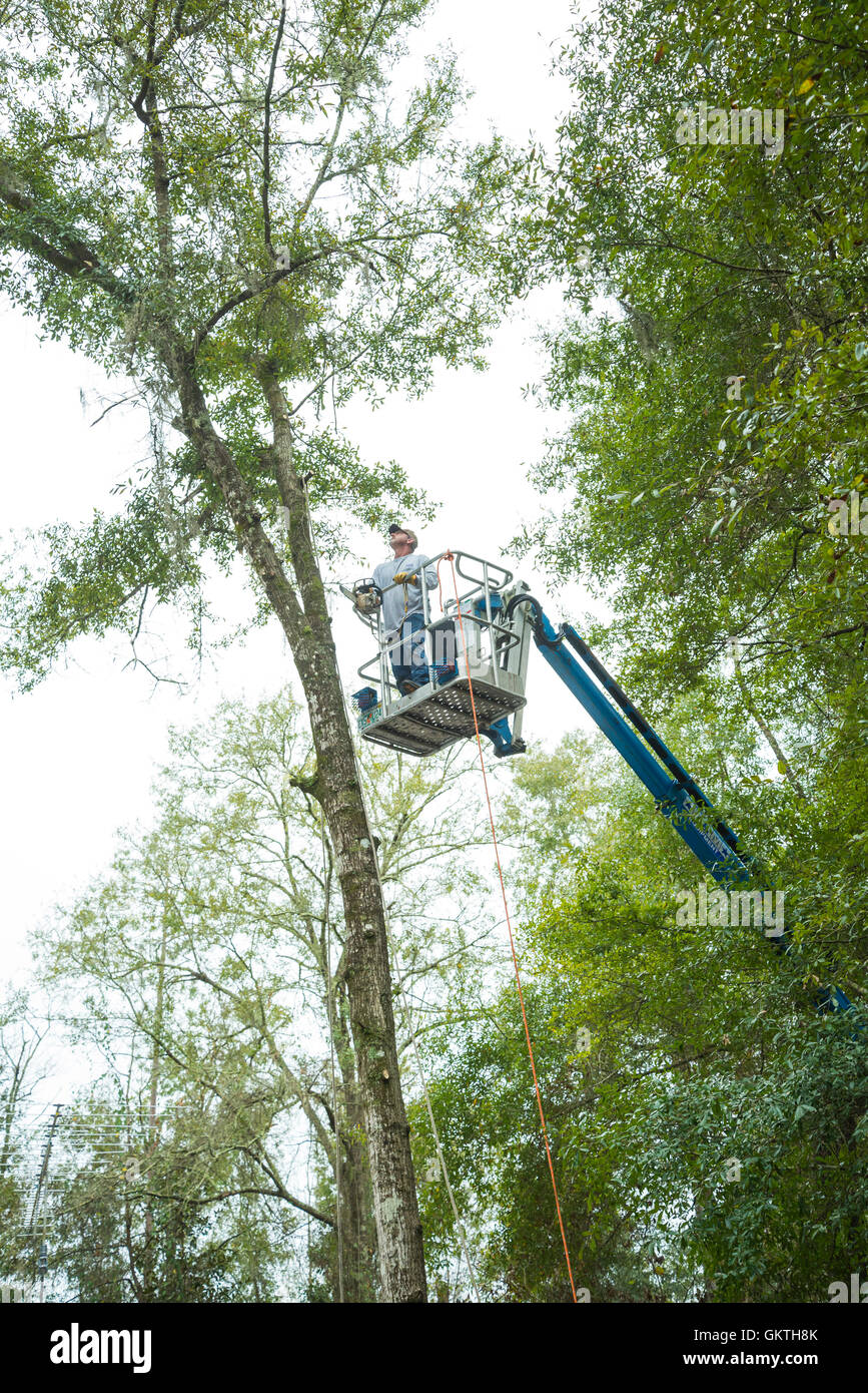 Tree removal service using a bucket truck to take out trees in North Central Florida. Stock Photo