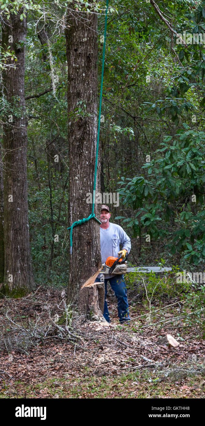 Man using  chainsaw to fell a tall tree in North Central Florida. Stock Photo