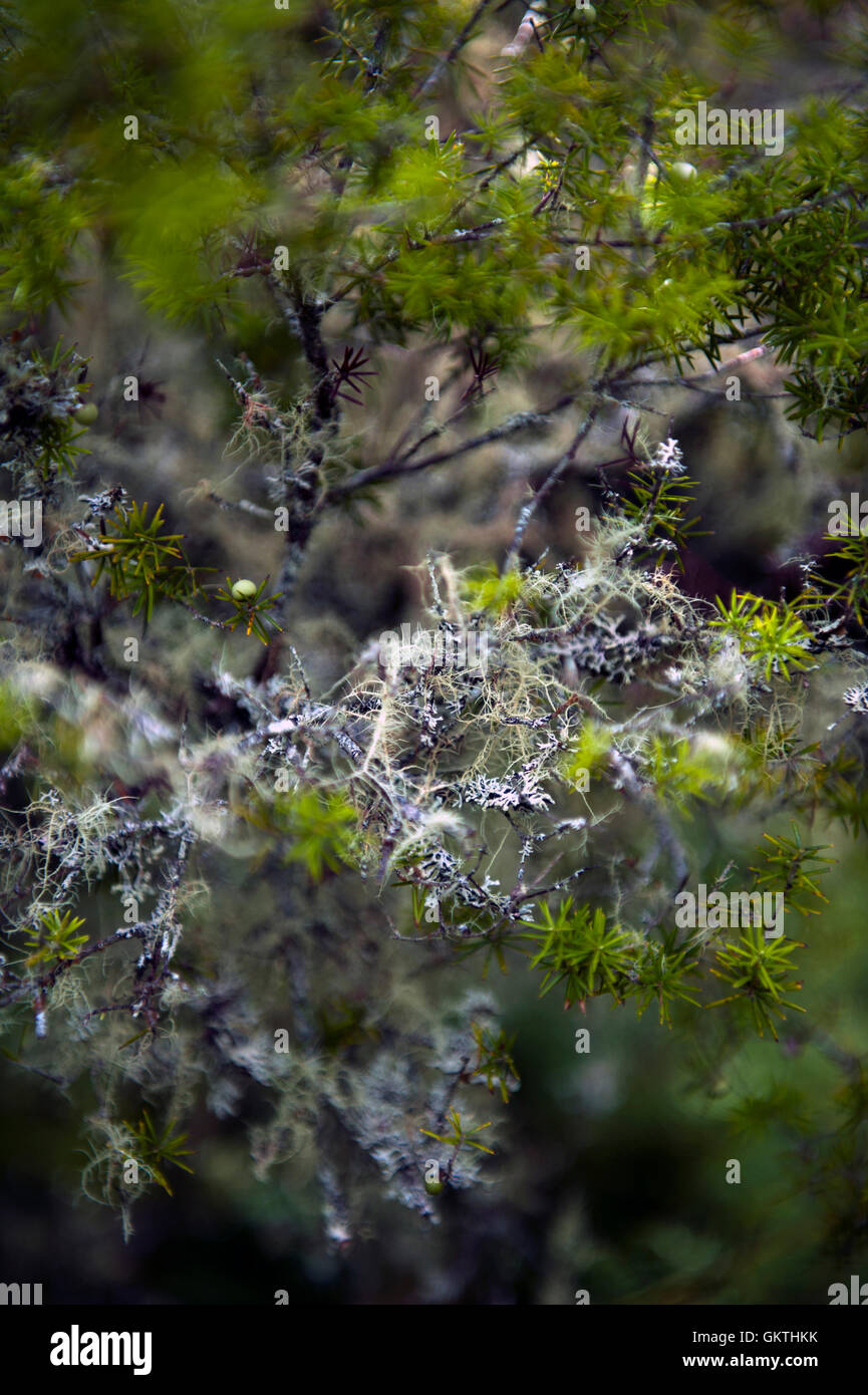 Lichen on a branch Stock Photo