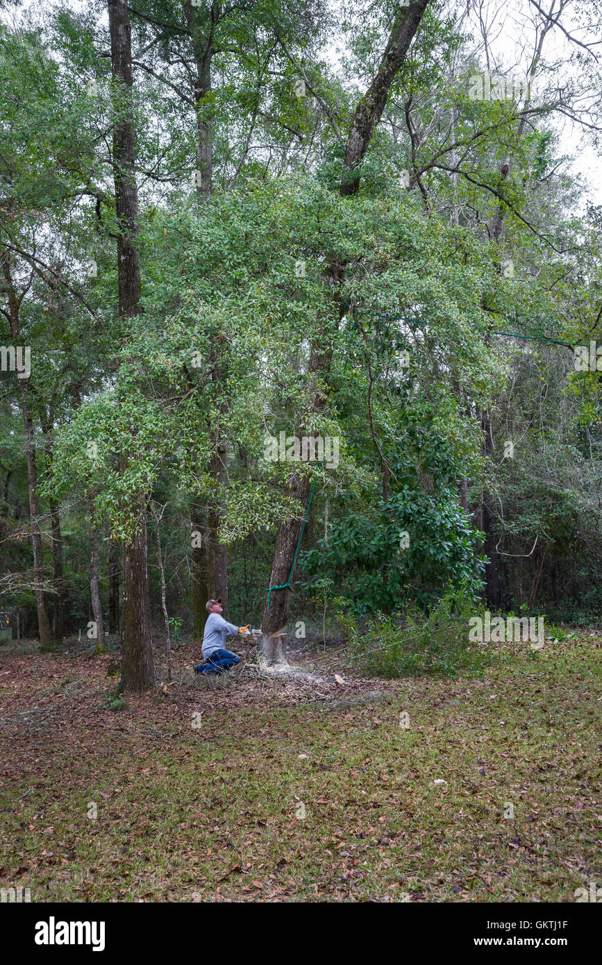 Man using  chainsaw to fell a tall tree in North Central Florida. Stock Photo