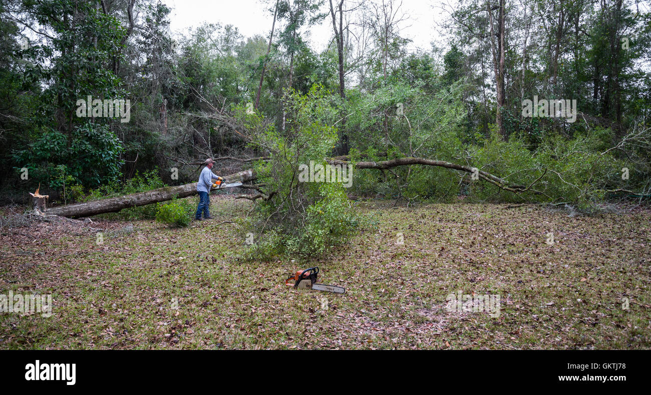 Man using  chainsaw to fell a tall tree in North Central Florida. Stock Photo