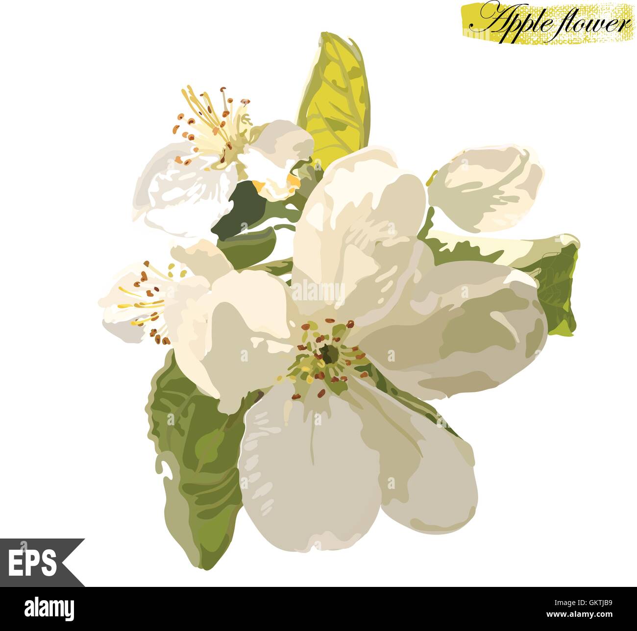 Isolated flower on a white background Stock Vector Image & Art - Alamy