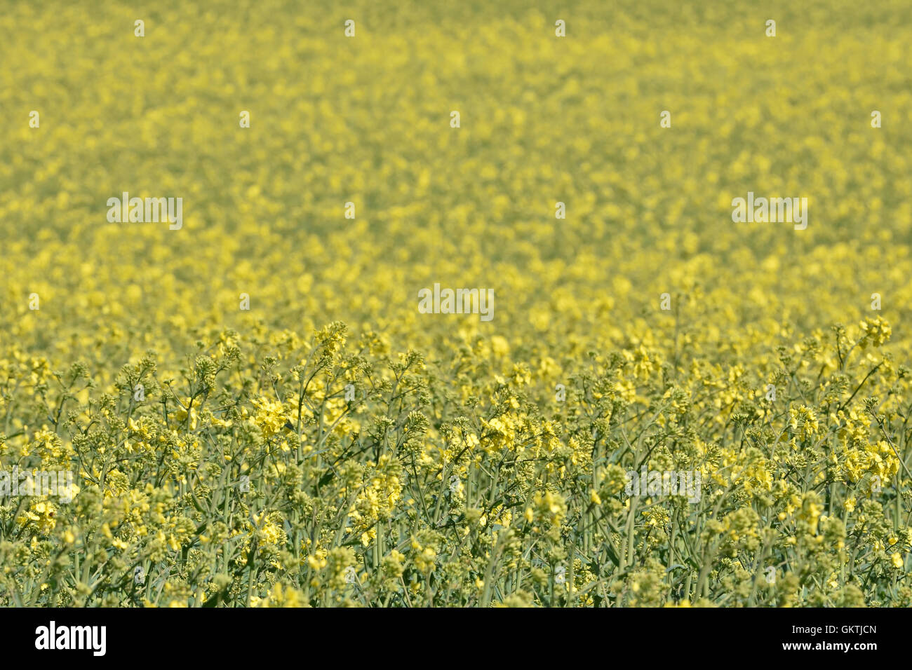 Beautiful endless yellow rapeseed field in sun light Stock Photo