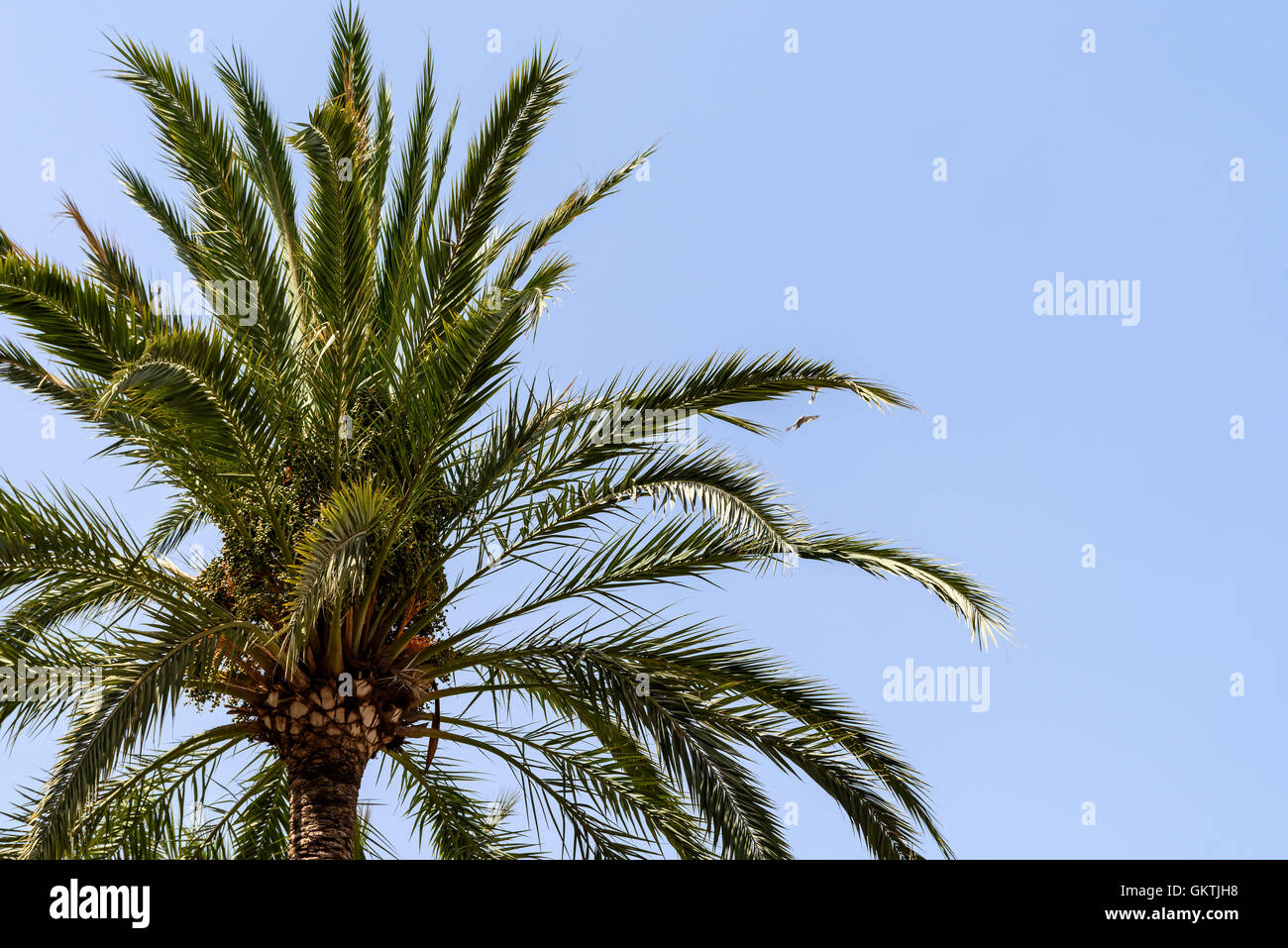 Green Palm Tree On Blue Sky Stock Photo - Alamy