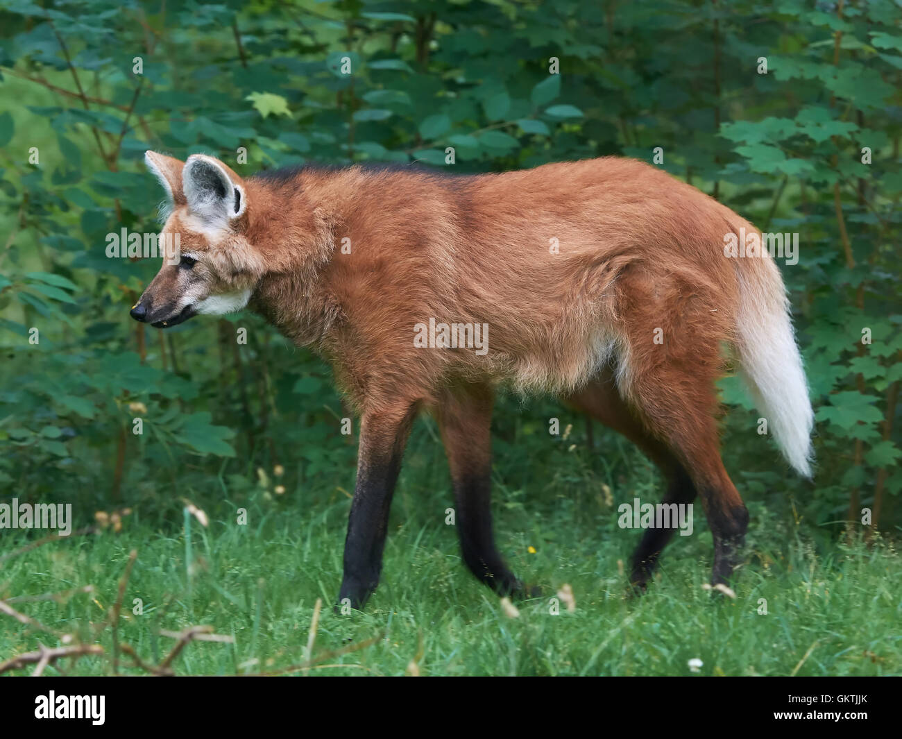 Maned wolf walking around in its habitat Stock Photo