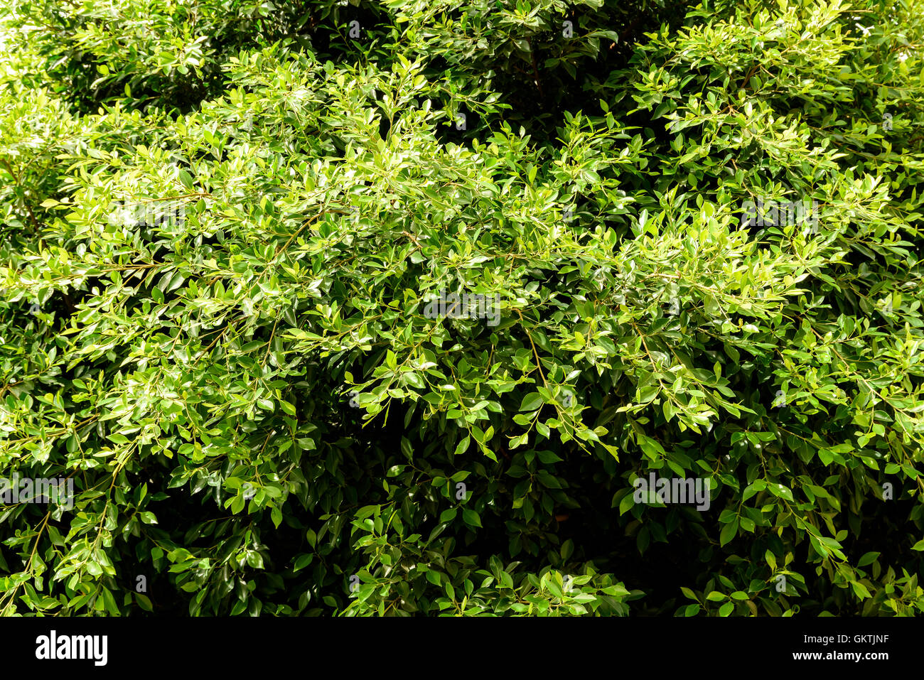 Overgrown by green leaf trees hi-res stock photography and images - Alamy