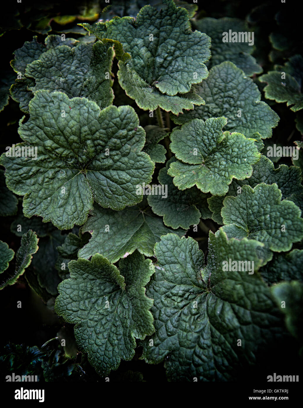 Tellima Grandiflora, clumping perennial plant with hairy and scalloped leaves. Green leaves background and wallpaper. Stock Photo