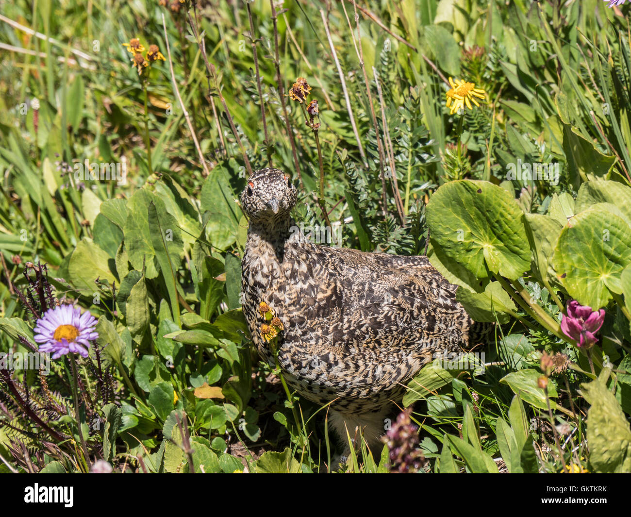 White-tailed ptarmigan (Lagopus leucura), AKA snow quail, Rocky Mountains, Colorado. Stock Photo
