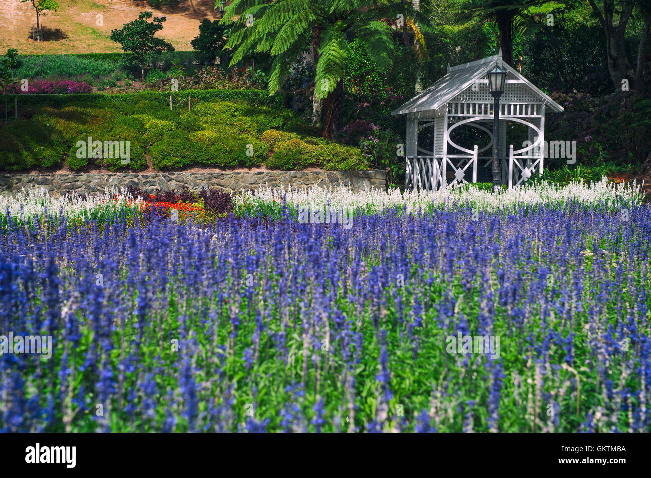 Lavender flowers at Wellington Botanic Garden, the largest public park in capital city of New Zealand Stock Photo