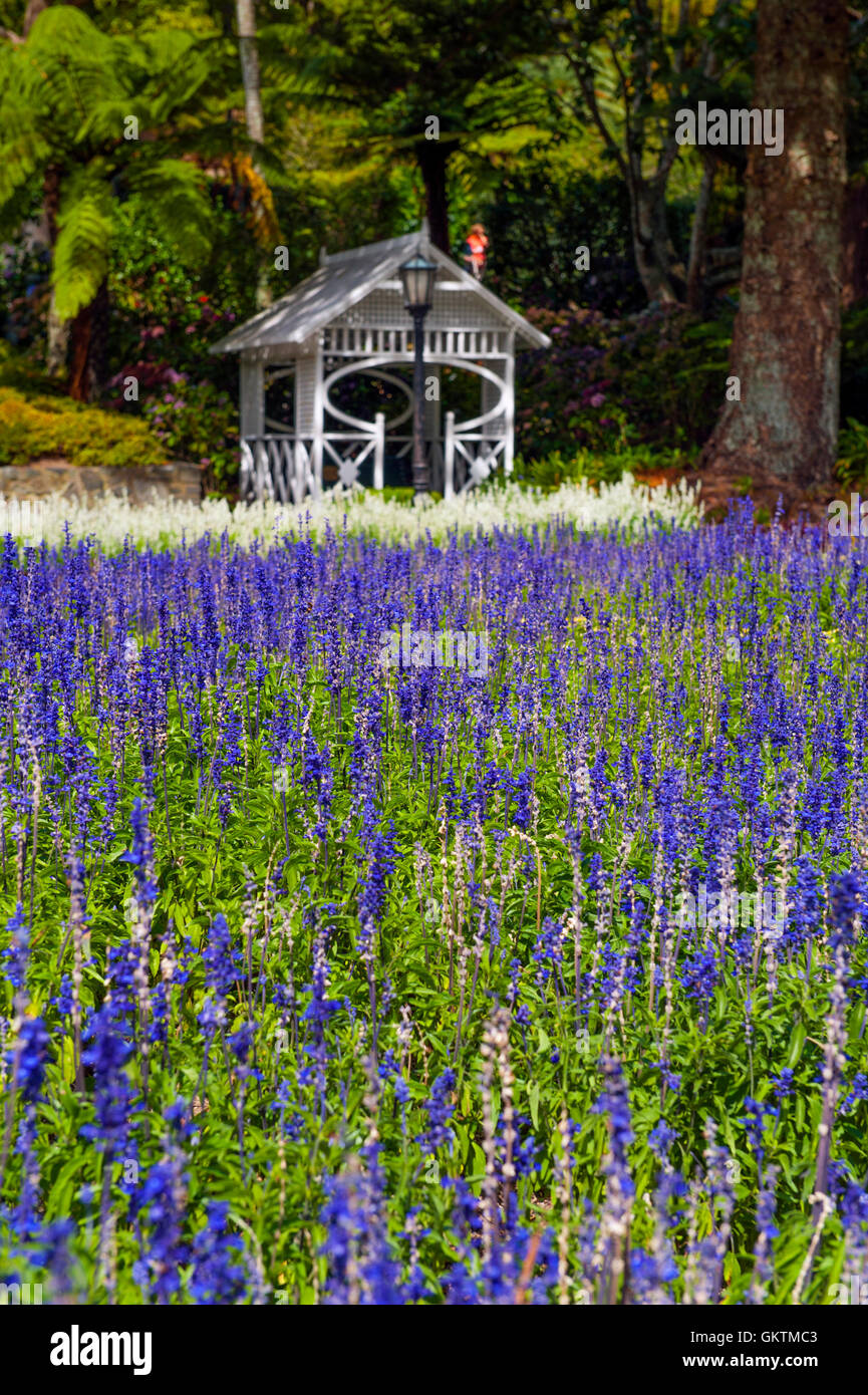 Lavender flowers at Wellington Botanic Garden, the largest public park in capital city of New Zealand Stock Photo