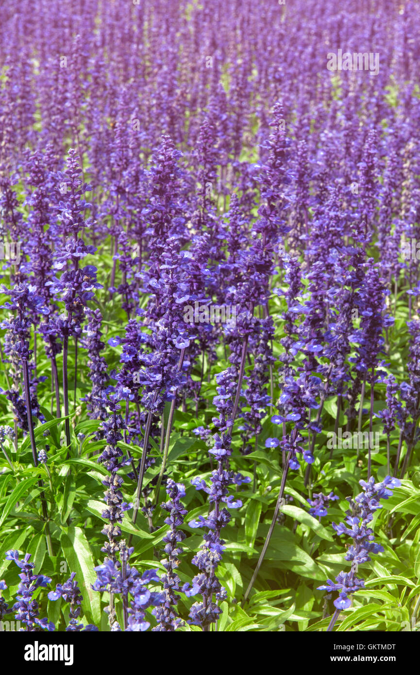 Lavender flowers at Wellington Botanic Garden, New Zealand Stock Photo