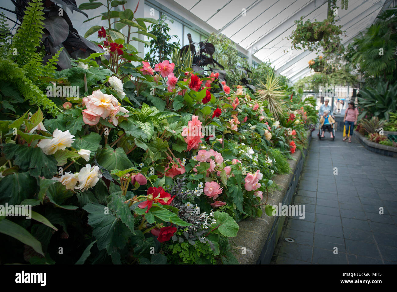 Wellington, New Zealand - March 2, 2016: Visitors inspecting Begonia plants grown at Begonia House in Wellington, New Zealand Stock Photo