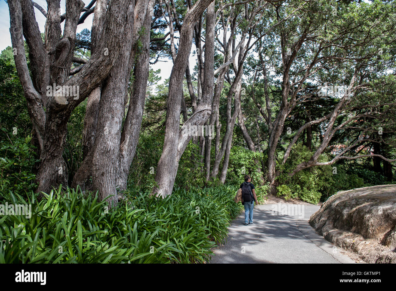 Wellington, New Zealand - March 2, 2016: Visitor walking in Wellington Botanic Garden, the largest public park in town Stock Photo