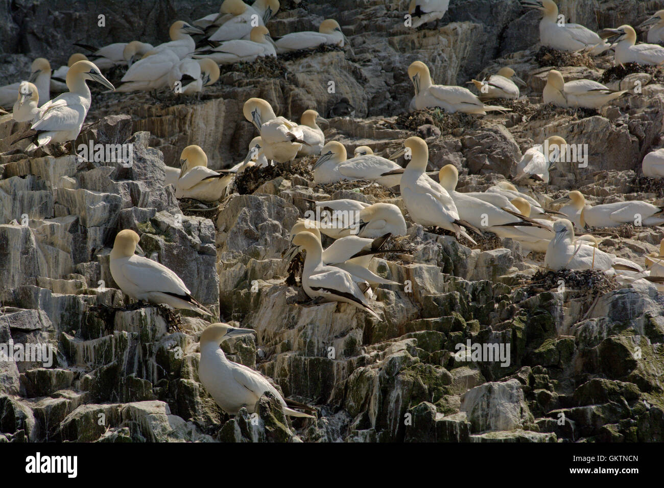 Gannets breeding in a colony on Bass Rock, Scotland Stock Photo