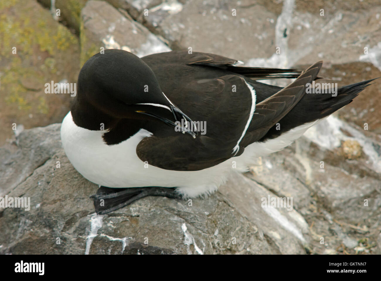 Razorbill looking and inspecting on the Farne Islands, Northumberland England during the breeding season Stock Photo