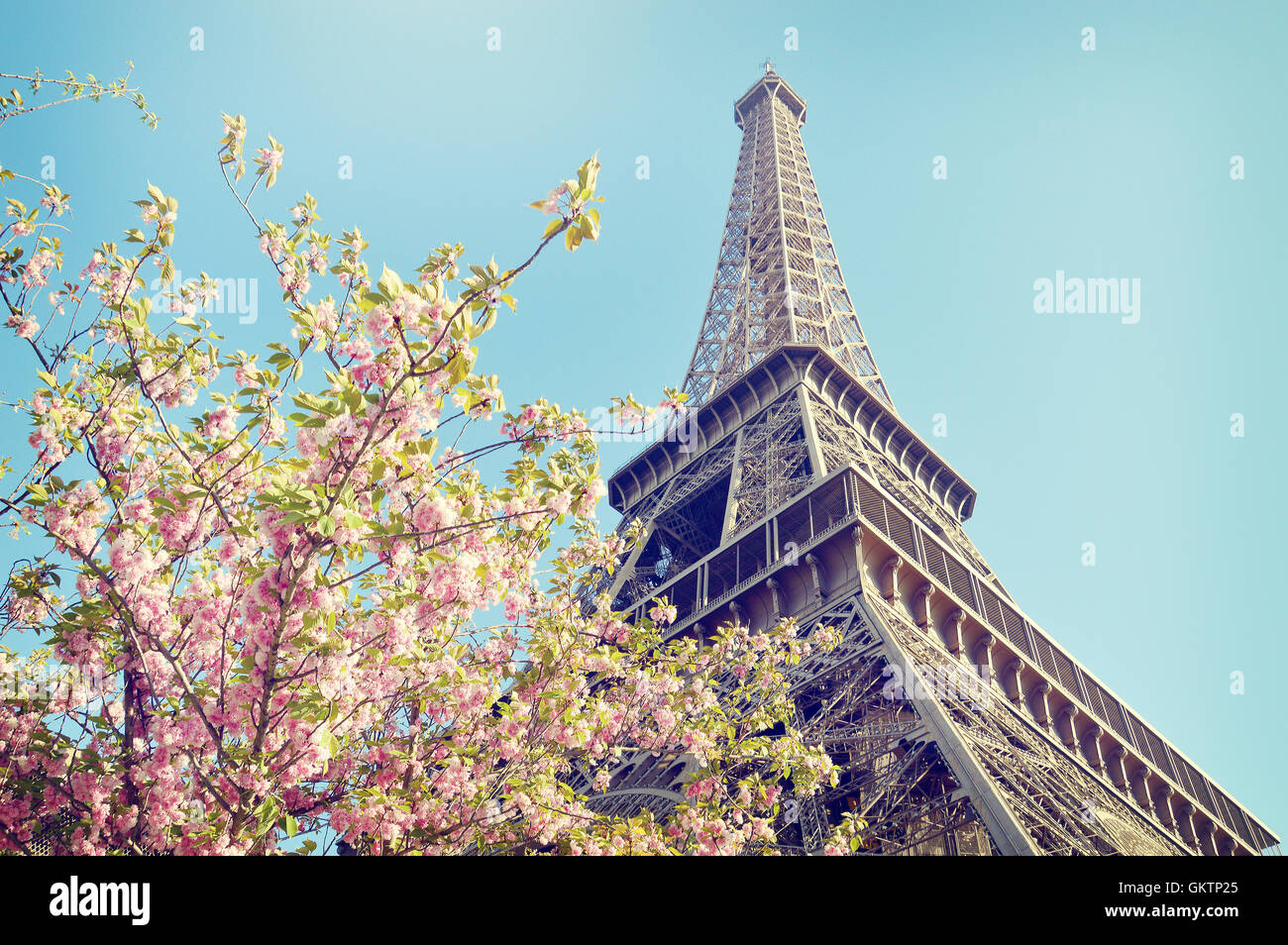 The famous Eiffel Tower with pink flowers in foreground Stock Photo Alamy
