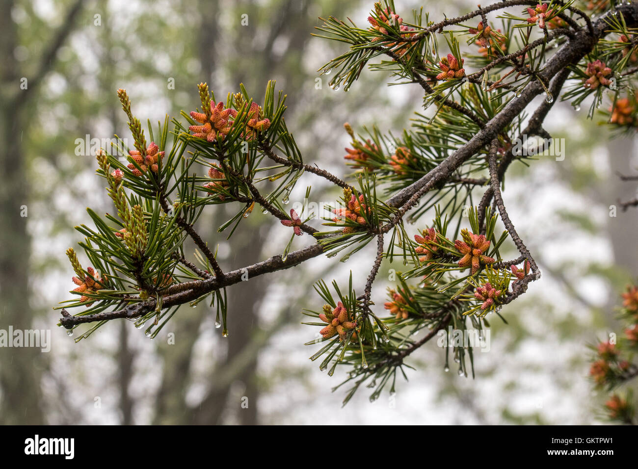 Tiny pine cones on a pine tree Stock Photo - Alamy