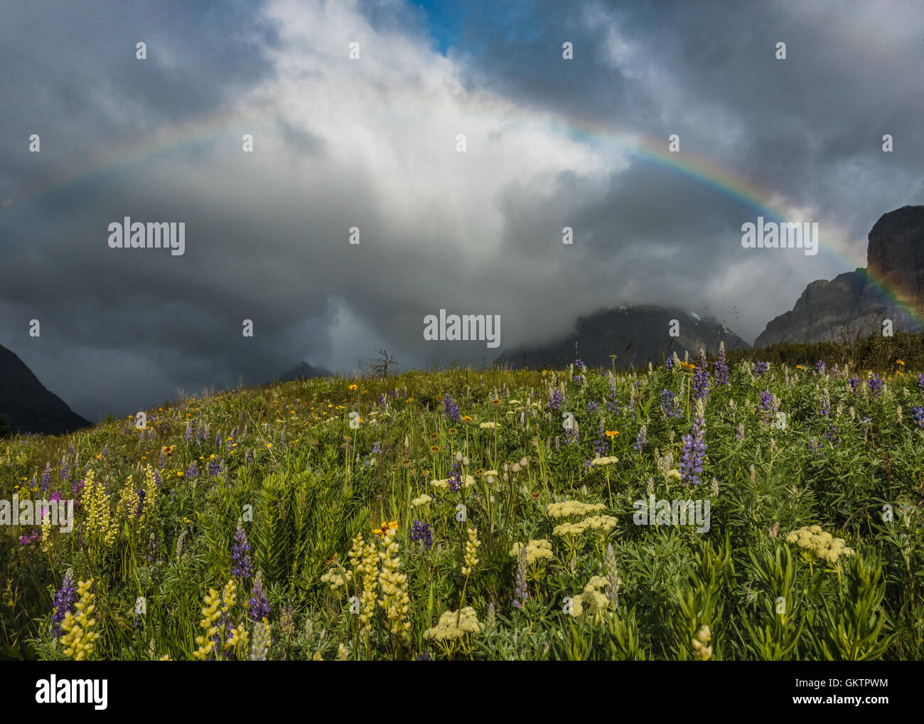 Wildflowers Bloom Under Full Rainbow in Montana mountains Stock Photo
