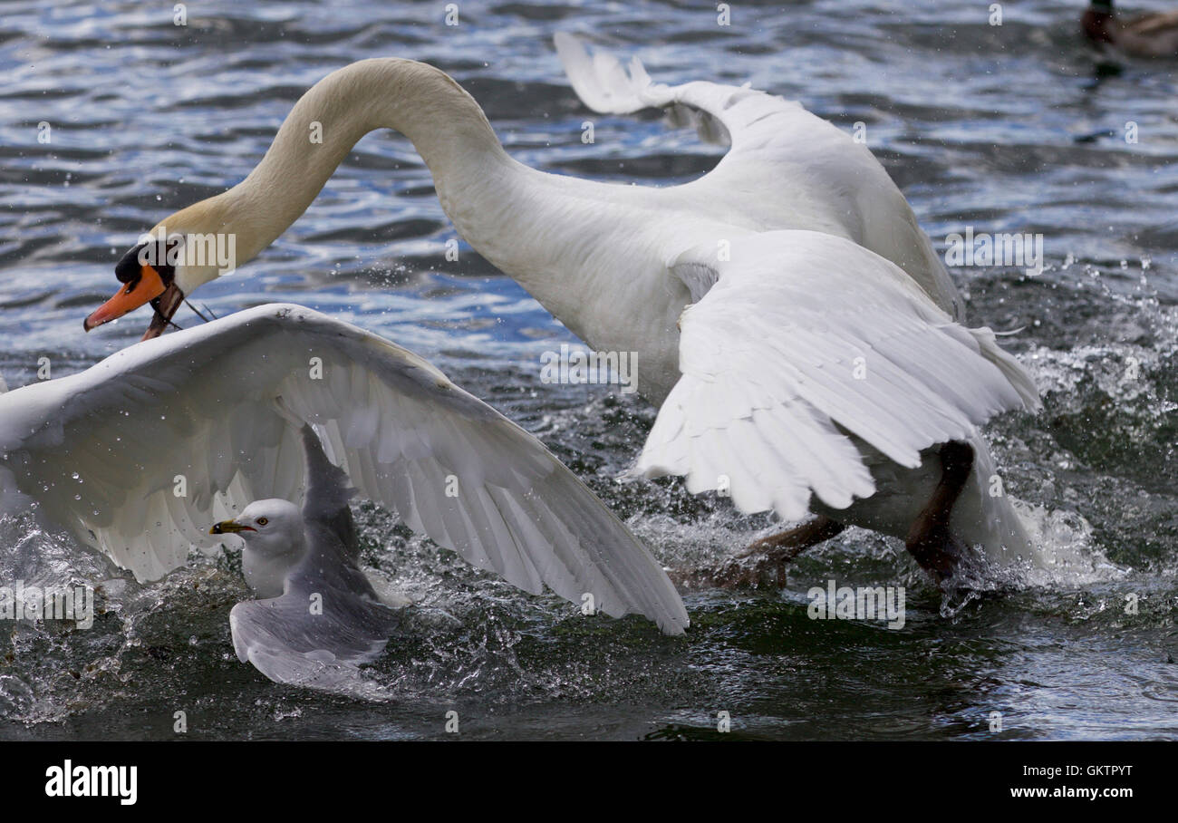 Amazing expressive picture with the swans and a gull Stock Photo