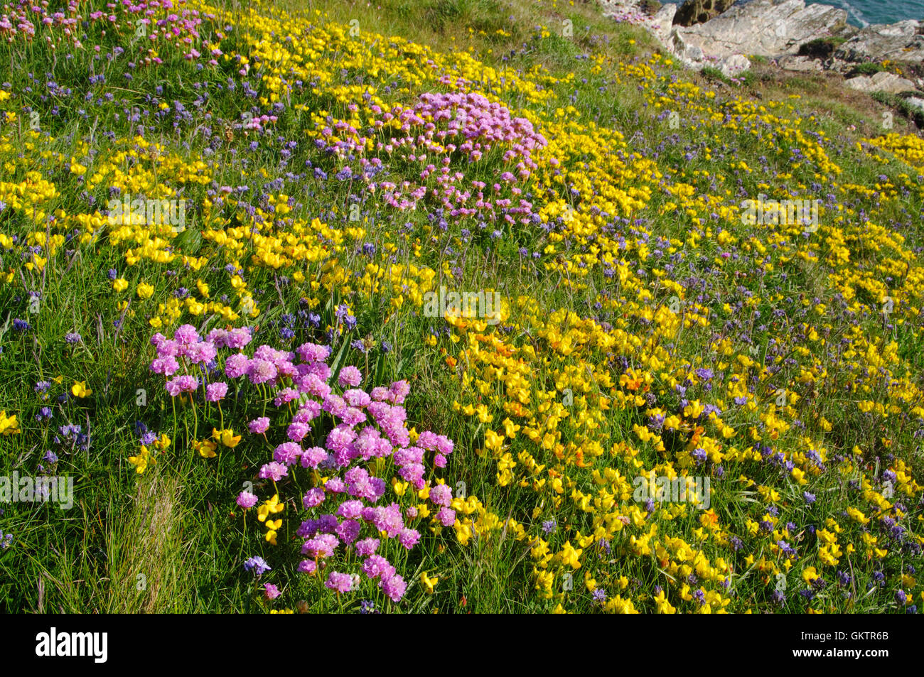 Cliff Flora, North Stack, Holyhead, North Wales, Stock Photo