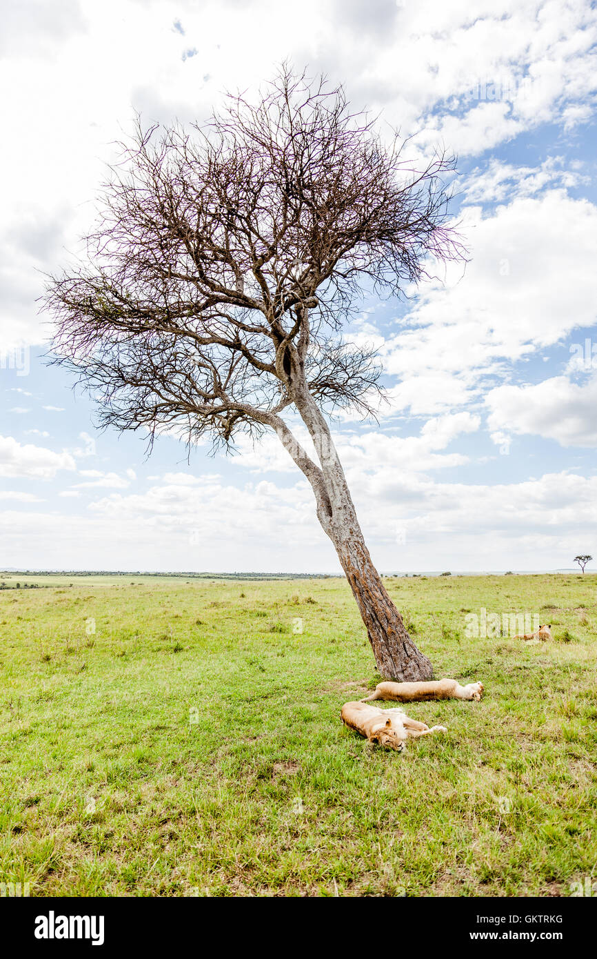 Tree savannas hi-res stock photography and images - Alamy