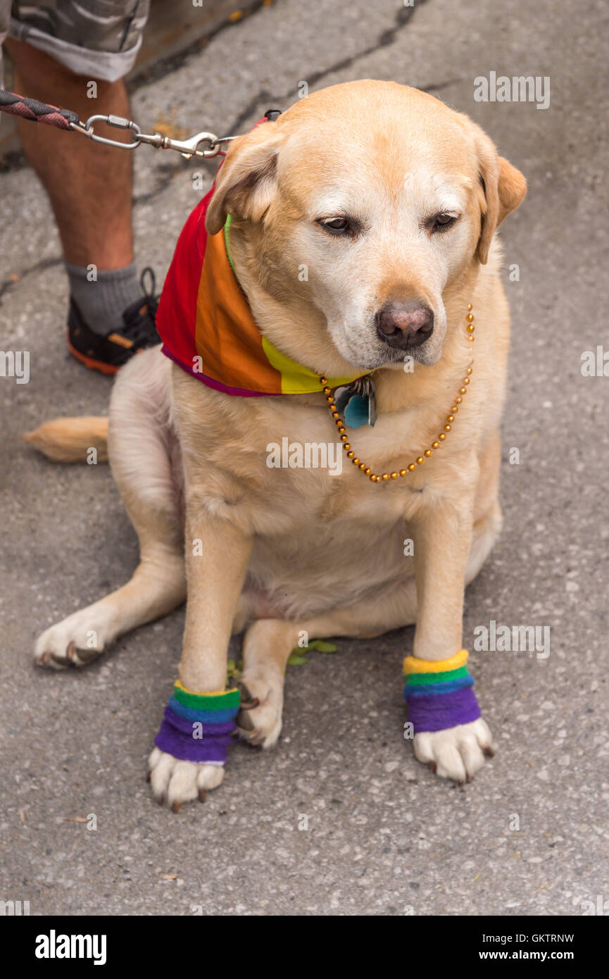 Gay dog hires stock photography and images Alamy