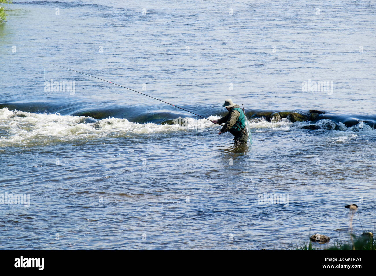 Angler standing in water below a weir fly fishing for Salmon in River Tweed. Ladykirk Berwickshire Scottish Borders Scotland UK Stock Photo
