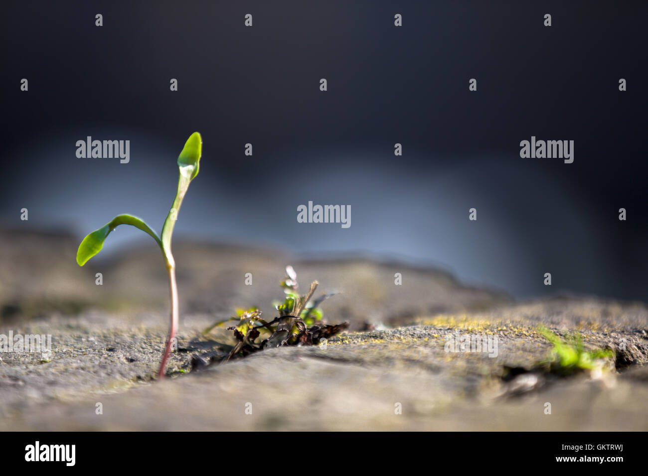 Wallpaper, Desktop Stock Photo
