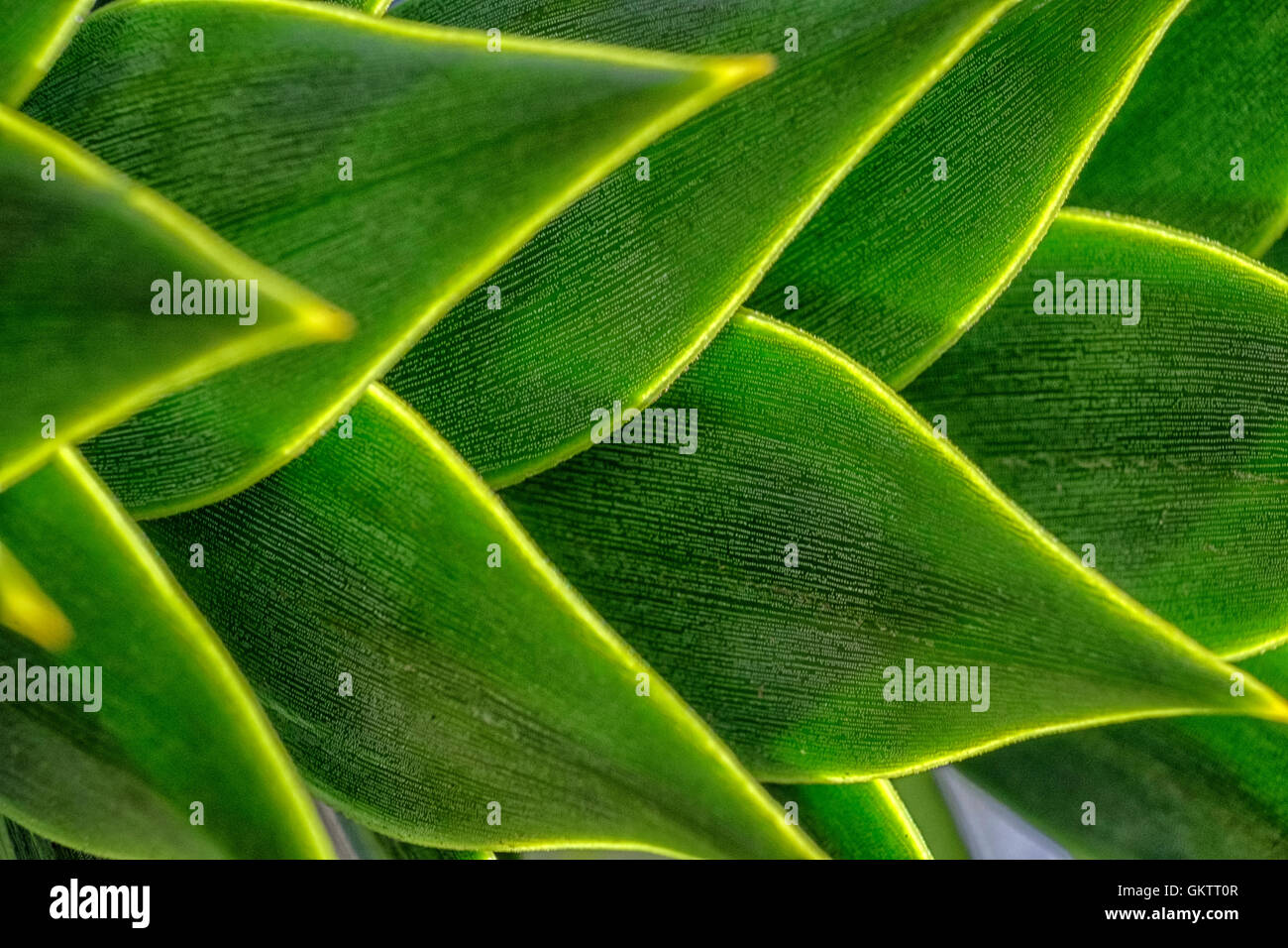 Close up of the sun shining on the spiky leaves of a monkey puzzle tree creating abtract shapes in bright green Stock Photo