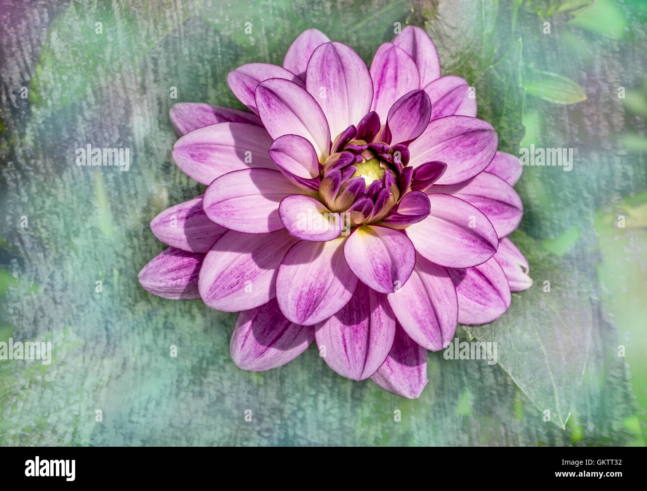 Beautiful single pink dahlia flower head isolated against paint effect background suitable for greeting card print Stock Photo
