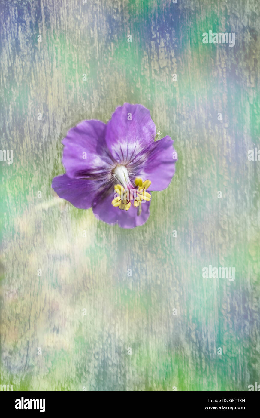 Beautiful single purple cranesbill flower isolated against textured paint effect background Stock Photo