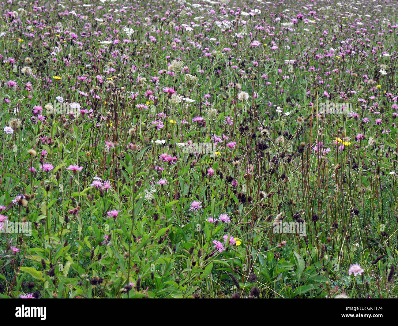 Summer fields of wild flowers,2 Stock Photo