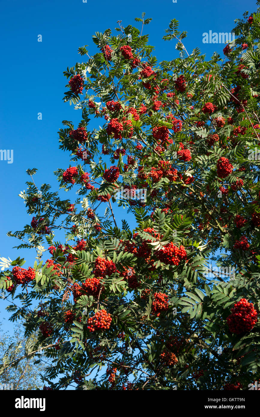 Bright red berries on a Rowan tree with clear blue sky overhead. Stock Photo